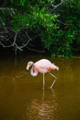  Flamingo: Göçmen Ördeklerin Pembe Rengiyle Renkli Bir Gölde Yüzmesi Gibi!