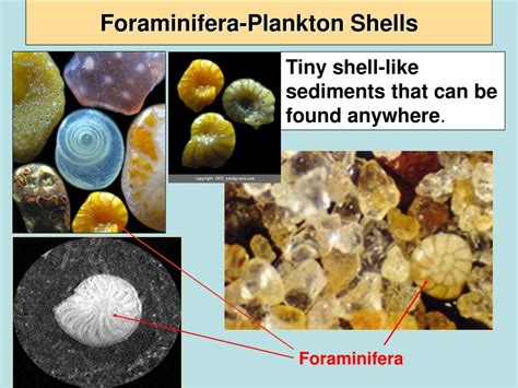  Foraminifera: Can These Tiny Shell-Builders Conquer the Deepest Ocean Trenches?