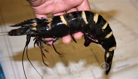  Tiger Prawn: Yengeçlere Benzeyen Ama Kabuklu Bir Hayvan Olan Bu Canlı Nasıl Yaşar?