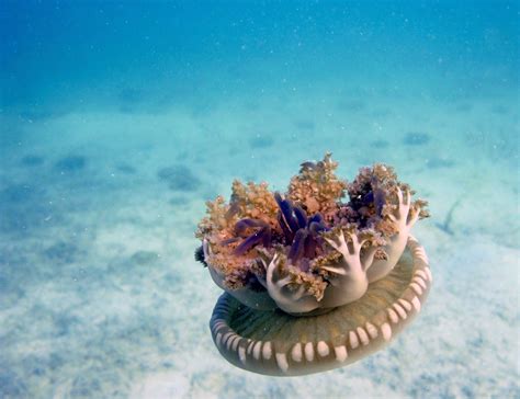  Umbrella Hydroids: A Jellyfish That Lives Life Upside Down?