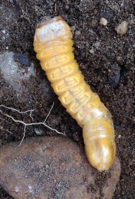  Yaygın Bir Sporozoan: Yağlı Balık Hastalığı (Yellow Grub) ile Tanışın!