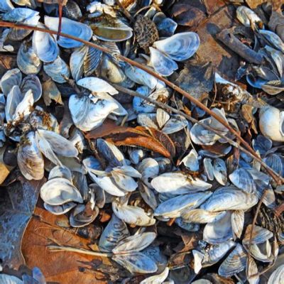 Zebra Mussel: Discover the Remarkable Bivalve That's Turning Lakes Upside Down!