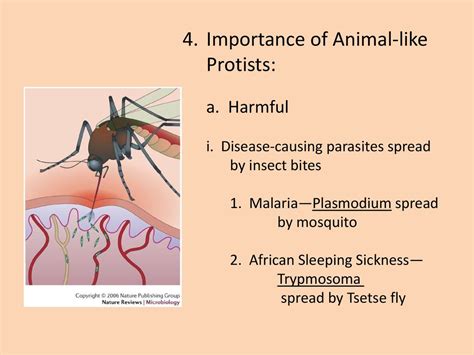  Zingiberiosis! A Parasitic Protist Spreading Through Mosquito Bites