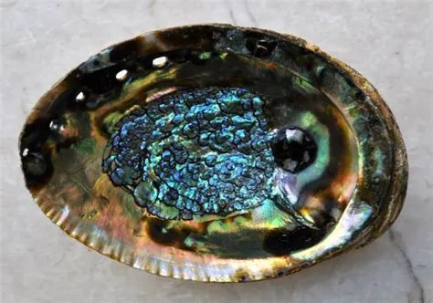 Abalone: Can These Striking Shellfish With Intricate Patterns Really Taste Like Earwax?