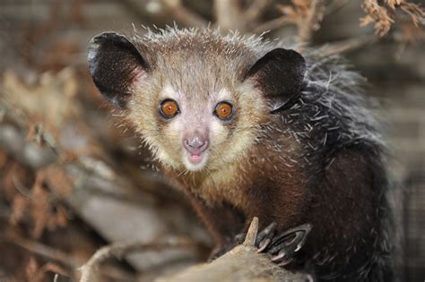 Aye-aye! Can You Imagine This Nocturnal Lemur With Its Batlike Ears and Ever-Growing Teeth?