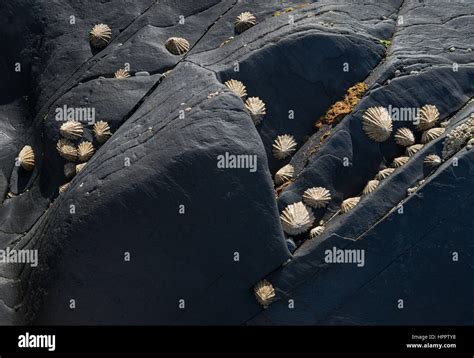  Limpet! This Shelled Survivor Navigates Coastal Rocks With Incredible Suction Power