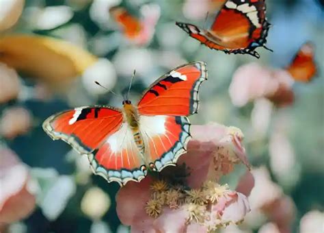  Lovebirdlerin Gizemli Dünyasına Yolculuk: Havada Uçan Renkli Mücevherler