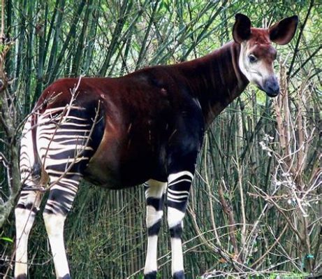 Okapi Kertenkelesi! Bu İnanılmaz Yaratık Hem Suya Girebilir Hem De Karada Hareket Edebilir mi?