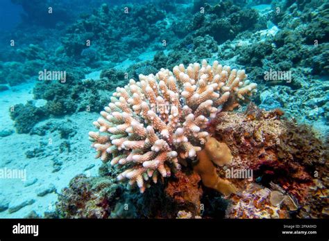  Scleractinia İsimli Deniz Yıldızları Gibi Renkli Mercanların Suları Boyadığı Bir Dünyaya Karşılaşın!