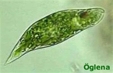 Strombidium: Bu Gizemli Tek Hücreli Hayvan, Suda Dans Eden Bir Mercan Gibi Mi Görünüyor?