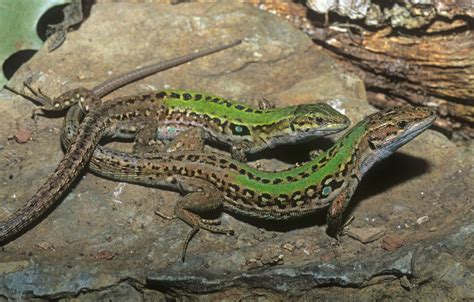 Walls Are Talking: Kelimelerle Açıklanamaz Bir Gizemli Güzellik - Wall Lizard!