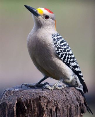  Woodpecker, Tüylerini Dökmeyen ve Ağaçları Oyduğu İçin Doğadaki En Güzel Mimarlardan Biri!