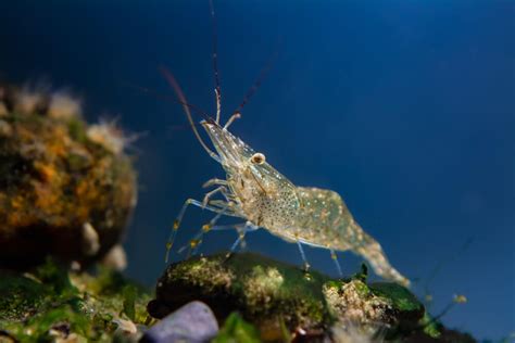 Zenobius! Can These Bottom-Dwelling Crustaceans Really Thrive in Freshwater Environments Despite Their Ancient Saltwater Lineage?